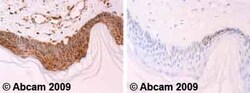 Abcam Mouse monoclonal [7H8.2C12] to Cytochrome C, Quantity: Each of 1