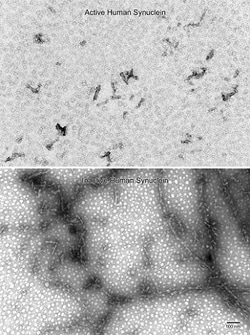 Abcam Recombinant Human Alpha-synuclein protein aggregate (Active), 100UG,