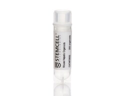 STEMCELL Technologies Mouse Hepatic Organoids, Size: 1 Unit, Quantity: