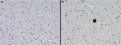 Biolegend Biotin anti-α-Synuclein, 103-108, Quantity: Each of 1