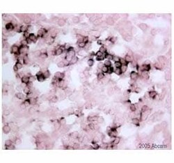 Abcam HRP Mouse monoclonal [HRP.21H8] to Digoxigenin, Quantity: Each of