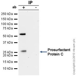 Abcam Rabbit polyclonal to Prosurfactant Protein C, Quantity: Each of 1
