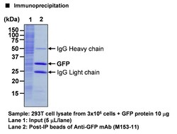 MBL International Corporation Anti-GFP (Green Fluorescent Protein) mAb-Magnetic