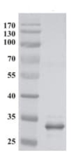 Abcam Mouse monoclonal [4B2] to MLV p30, Quantity: Each of 1