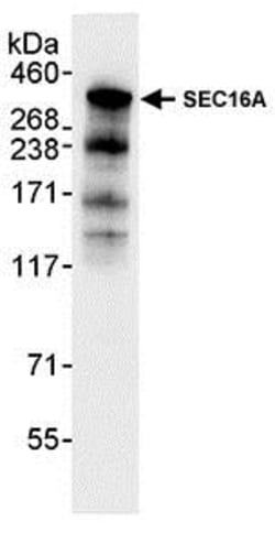 Abcam Rabbit polyclonal to SEC16A/SEC16, Quantity: Each of 1