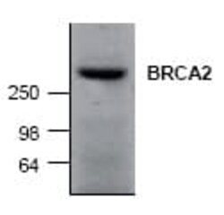 Abcam Rabbit polyclonal to BRCA2, Quantity: Each of 1