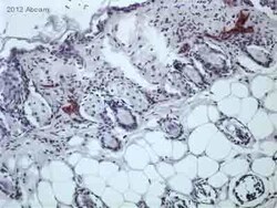 Abcam Syrian hamster monoclonal [RTD4E10] to Podoplanin / gp36 - BSA and
