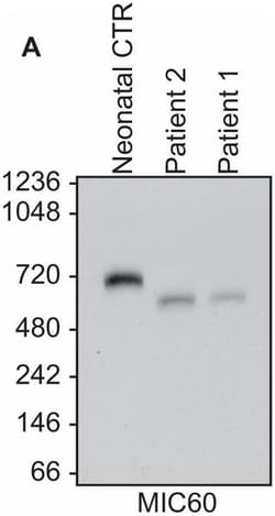 Abcam Mouse monoclonal [2E4AD5] to Mitofilin - Mitochondrial Marker, Quantity: