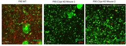 Abcam Rat monoclonal [7H8] to C1q, Quantity: Each of 1