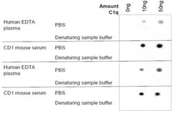 Abcam Mouse monoclonal [JL-1] to C1q, Quantity: Each of 1
