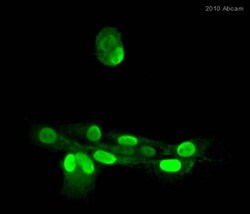 Abcam Mouse monoclonal [Twist2C1a] to Twist, Quantity: Each of 1