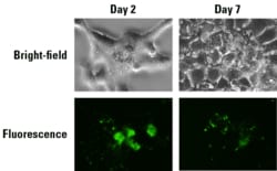 System Biosciences LLC EXOGLOW PROTEIN EV LABL K/GRNExoGlowTM-Protein EV
