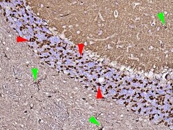 Abcam Mouse monoclonal [mAbcam 8224] to beta Actin - Loading Control, Quantity: