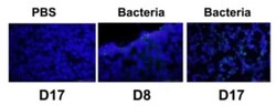 Abcam Rabbit polyclonal to E. coli, Quantity: Each of 1