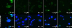 Abcam Selective STAT3 inhibitor, Quantity: Each of 1