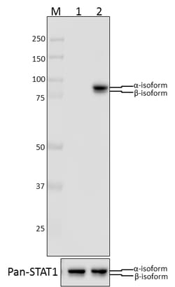 Biolegend Purified anti-STAT1 Phospho (Tyr701), Quantity: Each of 1