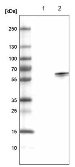 Abcam Mouse monoclonal [CL4438] to USP30, Quantity: Each of 1