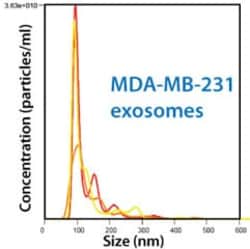 System Biosciences LLC&nbsp;MDA-MB-231 EXOSOMESrozen exosomes (>1x10^6) from MDA-MB-231 Human breast cancer, aggressive/invasive/metastatic cell line. = 50ug