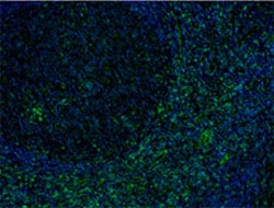 Biolegend Purified anti-human CD8a, Quantity: Each of 1
