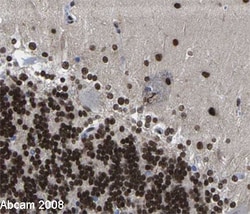 Abcam Rabbit polyclonal to RNA polymerase II CTD repeat YSPTSPS (phospho