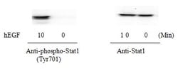 Abcam STAT1 (pY701) ELISA Kit, 1 x 96 Tests, Quantity: Each of 1