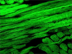 Abcam Mouse monoclonal [MY-32] to Fast Myosin Skeletal Heavy chain, Quantity: