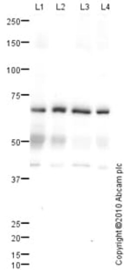 Abcam Rabbit polyclonal to VGluT1, Quantity: Each of 1