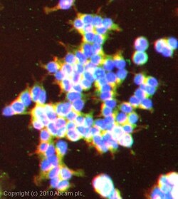 Abcam Rabbit polyclonal to DPP9 - Catalytic domain, Quantity: Each of 1