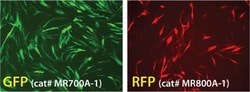 System Biosciences LLC&nbsp;mRNAExpress mRNA Synthesis kit = 5 Reactions