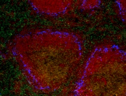 Biolegend Brilliant Violet 421 anti-mouse CD169 (Siglec-1), Quantity: Each