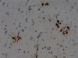 Biolegend Purified anti-CD68, Quantity: Each of 1