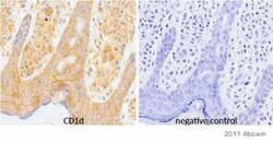 Abcam Mouse monoclonal [NOR3.2 (NOR3.2/13.17)] to CD1d, Quantity: Each