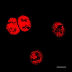 Abcam Mouse monoclonal [B017] to Influenza B Virus Nucleoprotein, Quantity: