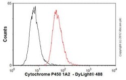 Abcam Mouse monoclonal [d15 (16VII F10F12)] to Cytochrome P450 1A2, Quantity: