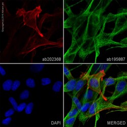 Abcam Alexa Fluor 594 Mouse monoclonal [1A4] to alpha smooth muscle Actin,
