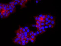 Biolegend Alexa Fluor 647 anti-human CD340 (erbB2/HER-2), Quantity: Each