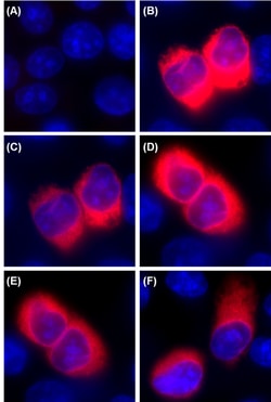 Biolegend Alexa Fluor 594 anti-His Tag, Quantity: Each of 1