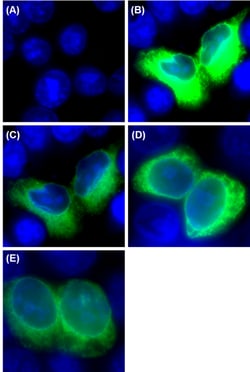 Biolegend Alexa Fluor 488 anti-His Tag, Quantity: Each of 1