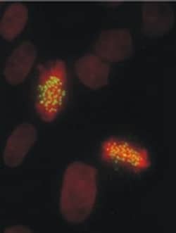 Abcam Mouse monoclonal [9G3] to HEC1/HEC, Quantity: Each of 1