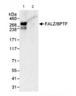 Abcam Rabbit polyclonal to BPTF / FALZ, Quantity: Each of 1