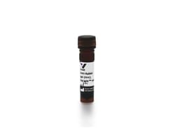 Vector Laboratories Goat Anti-Rabbit, DyLight 594 DI-1649-1.5, Quantity: