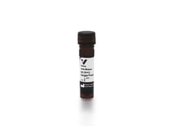 Vector Laboratories Horse Anti-Mouse, DyLight 594 DI-2649-1.5, Quantity: