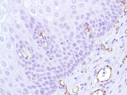 Abcam Rabbit monoclonal [SP38] to CD31, Quantity: Each of 1