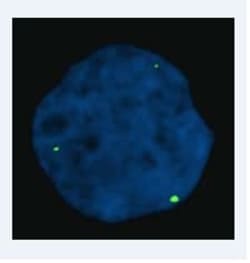 Abcam Mouse monoclonal [3F2] to gamma H2A.X (phospho S139), Quantity: Each