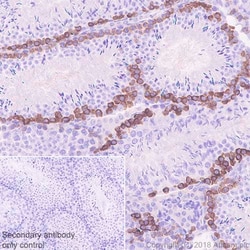 Abcam Antigen Retrieval Buffer (100X Tris-EDTA Buffer, pH 9.0), Quantity: