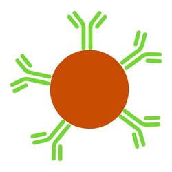 Revvity Health Sciences Inc AlphaLISA Anti-Human IgG-Fc Acceptor Beads,