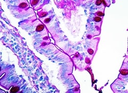 Abcam Periodic Acid Schiff (PAS) Stain Kit (Mucin Stain), Quantity: Each