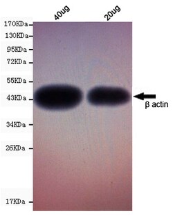Abcam Mouse monoclonal [8F10-G10] to beta Actin, Quantity: Each of 1