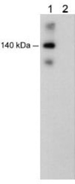 Abcam Rabbit polyclonal to VE Cadherin (phospho Y685), Quantity: Each of