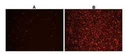 Abcam Cellular ROS Assay Kit (Deep Red)